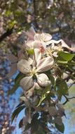 apple blossoms in the garden