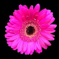Gerbera Flower Pink
