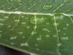 Autumn Leaves Green Refreshing