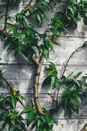 Plants Branches Leaves and concrete wall