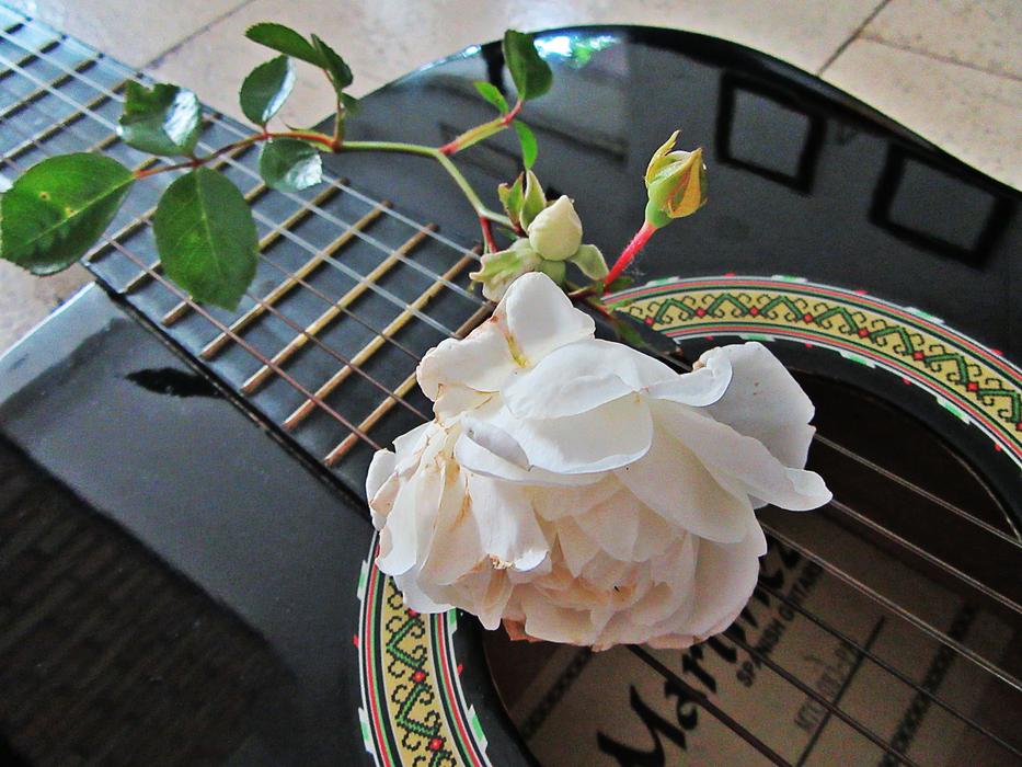 Rose White and Guitar