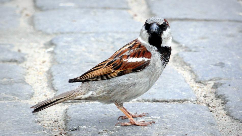 Bird The Sparrow Wróbelek