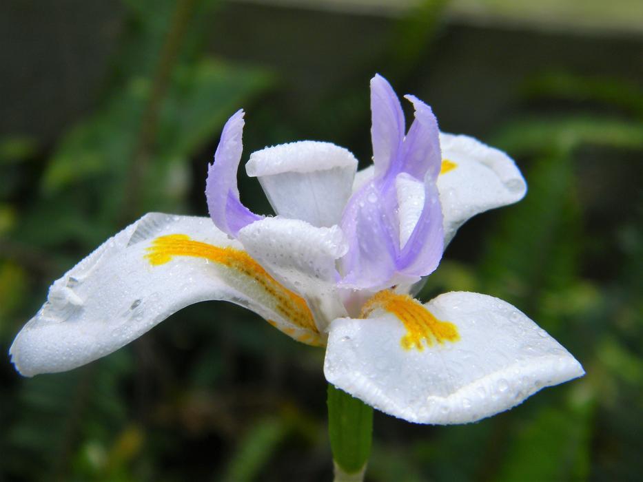 an incredibly beautiful flower in the garden