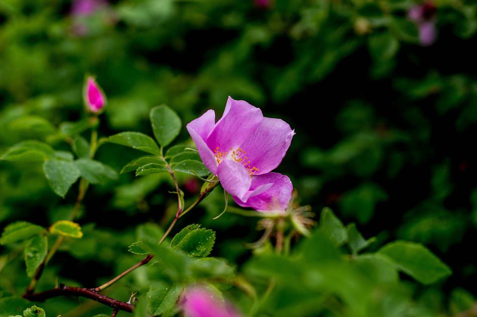 pink Floral in Spring Nature