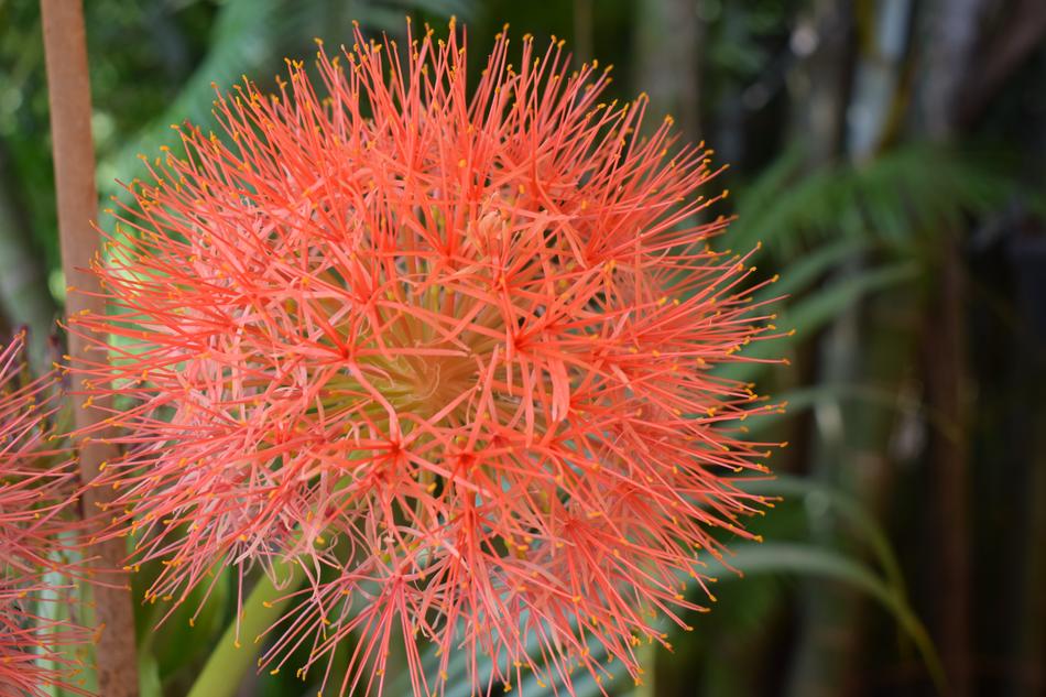 Fluffy orange flower