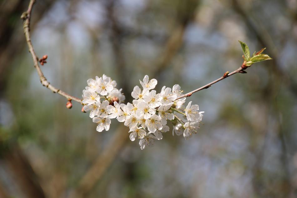 Cherry Blossom Tree Spring