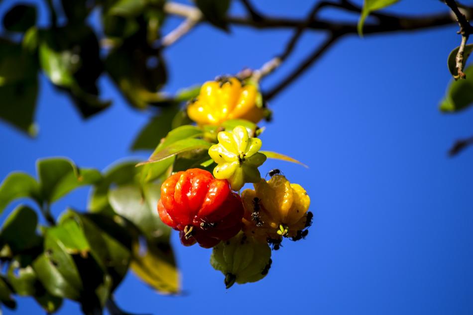 Cherry Pitangueira Orchard