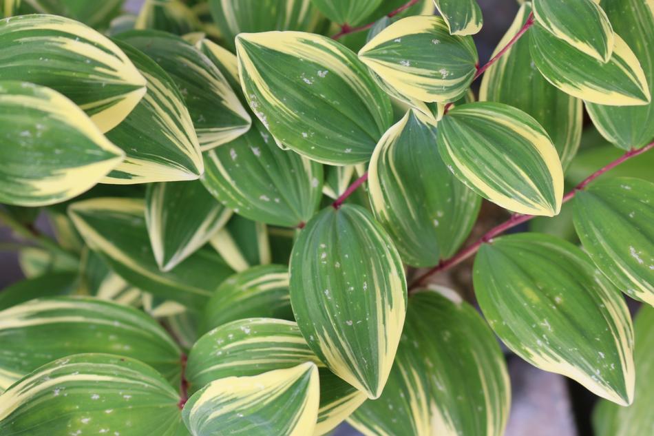 The Leaves plant in garden