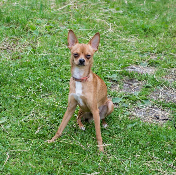 Dog Ulybaka