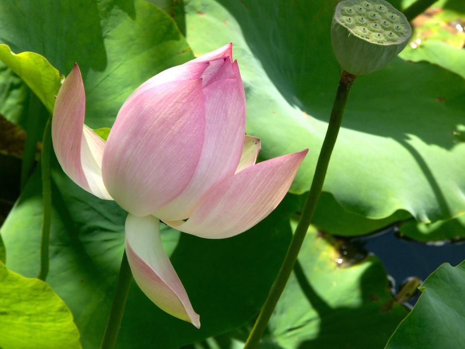 Lotus Flower Blossom Aquatic