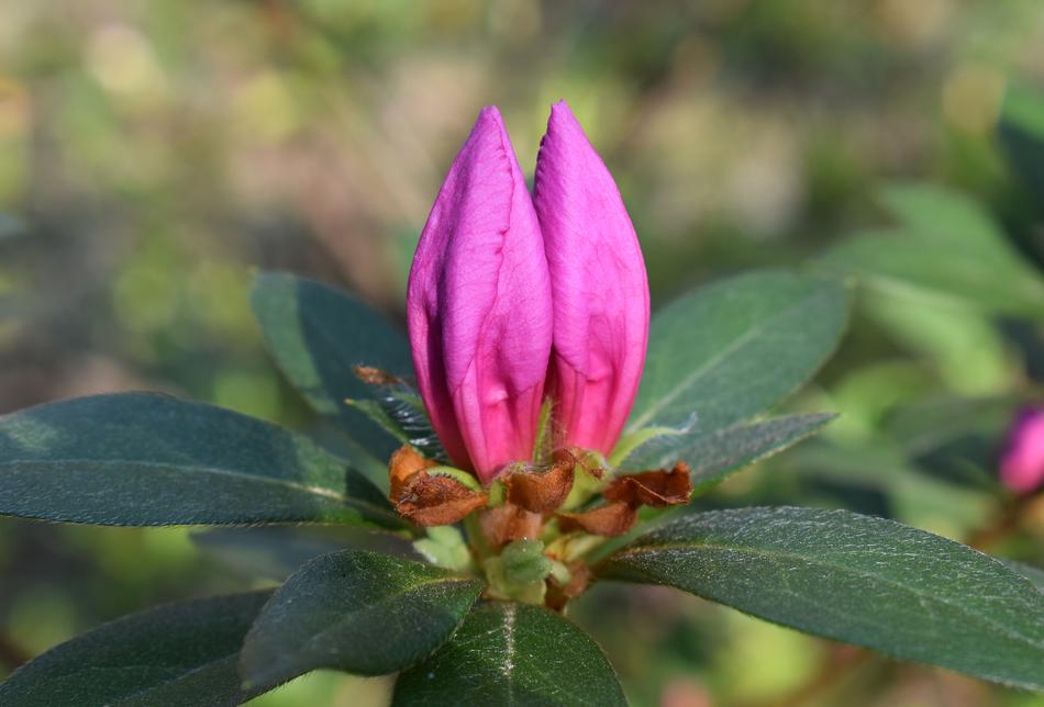 pink flowers on foliage landscape