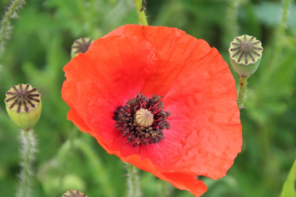 Klatschmohn Poppy Blossom