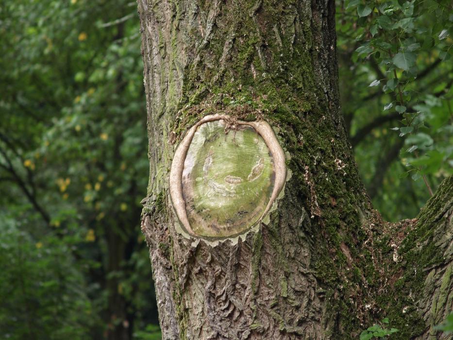 Old Tree wood in the forest