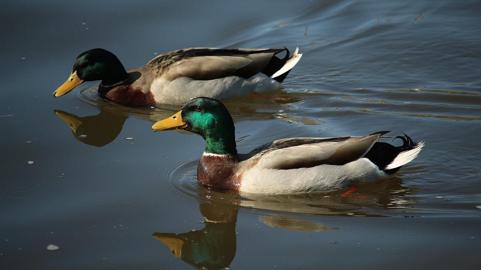 the duck with the green head is wild