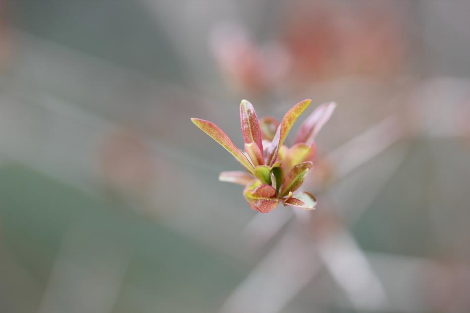 garden flower on blurred background