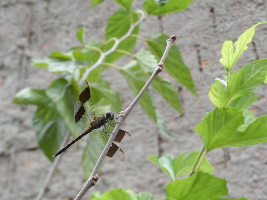 Dragonfly Libelula