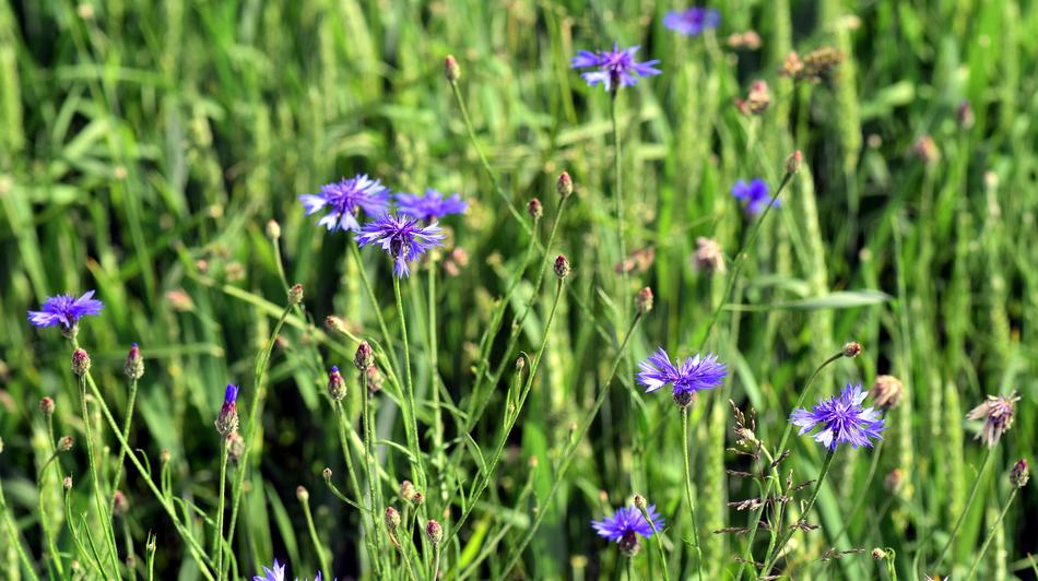 purple flowers on green grass