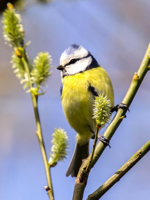 Blue Tit Bird