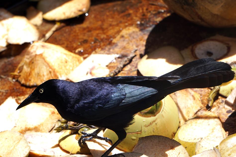 Bird Black Troepiaal