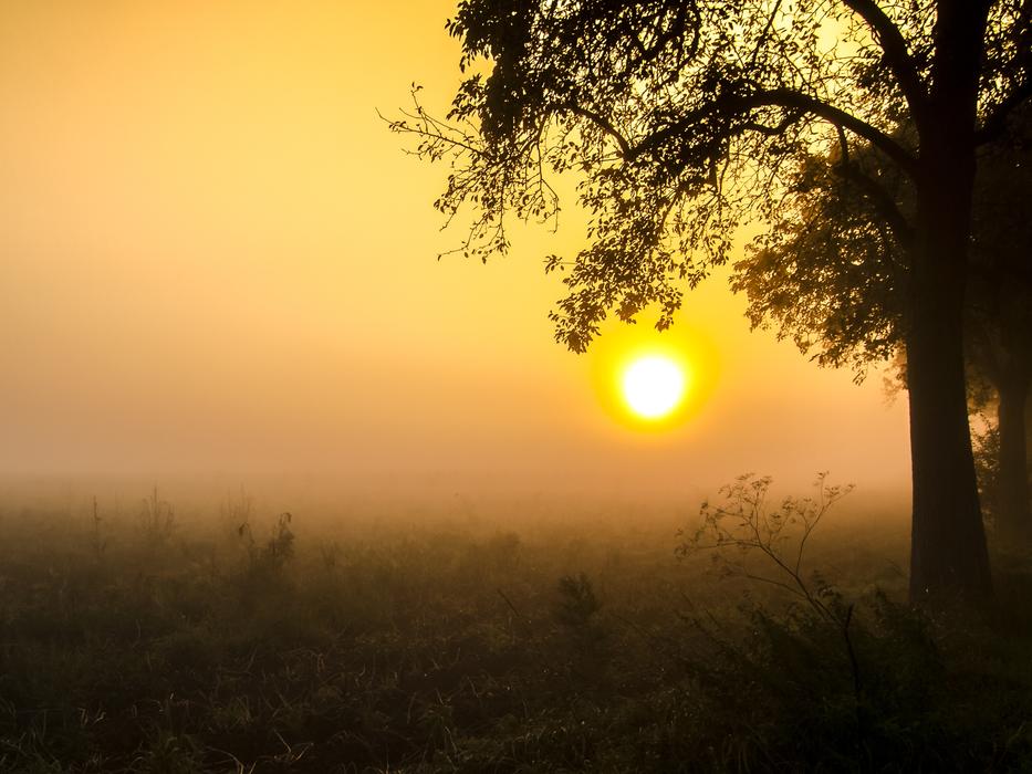 sunlight at the tree
