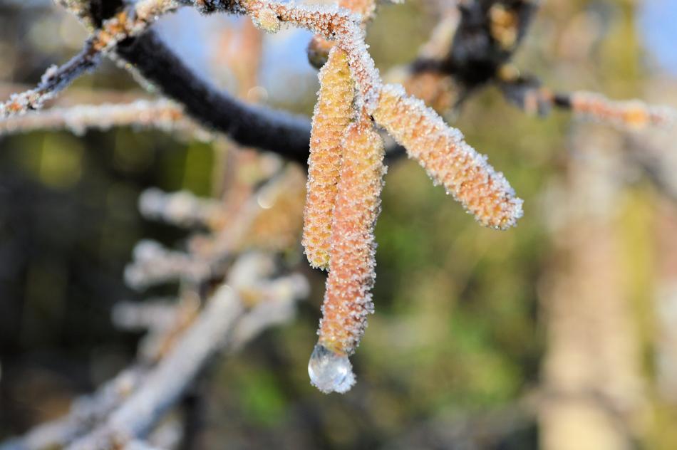 Nature Frost Cold