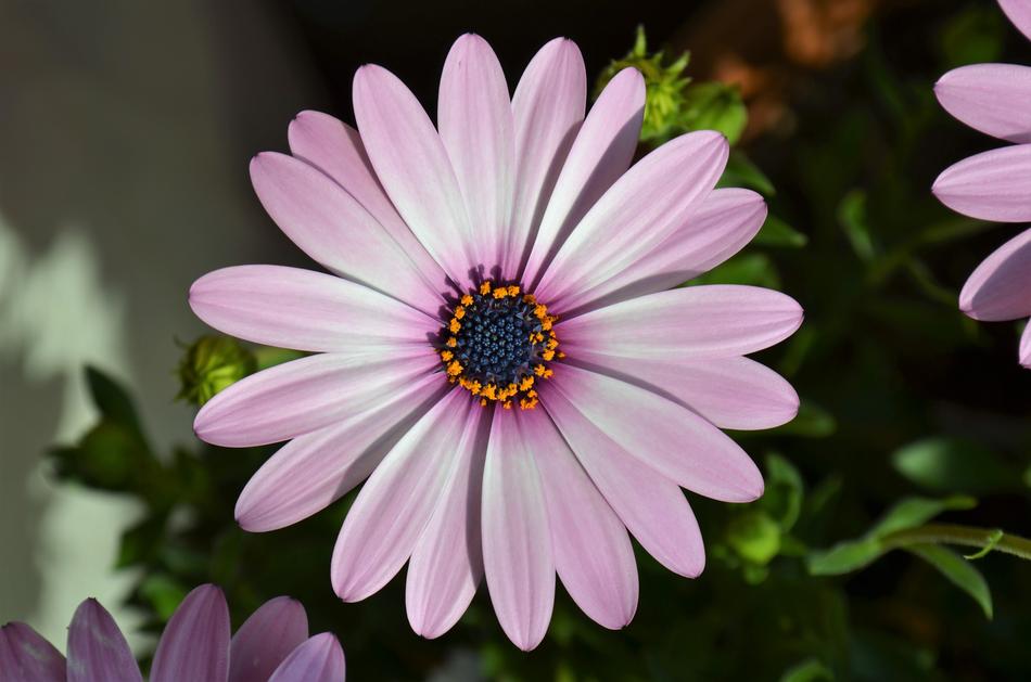 pink Flowers Chamomile