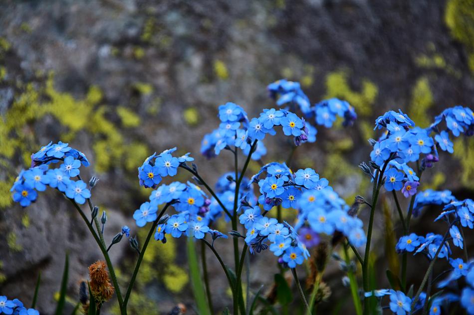 bush of blue flower bush