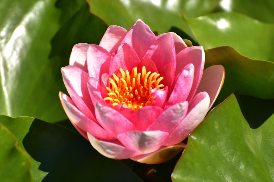 water lily pink landscape