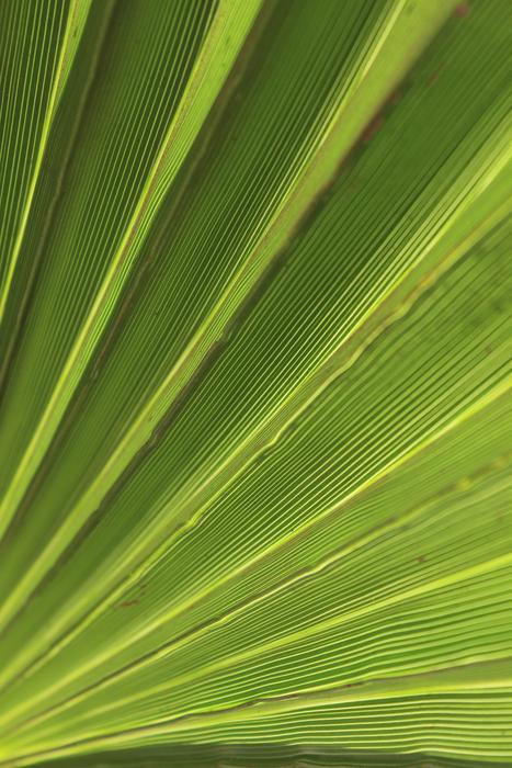 Green Palm Leaf