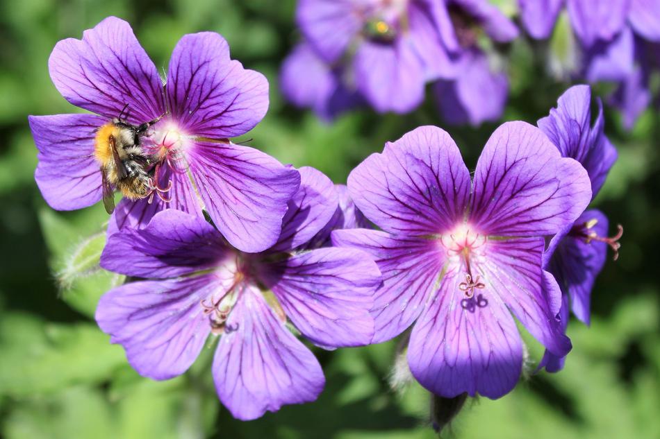 Purple garden flowers in Nature