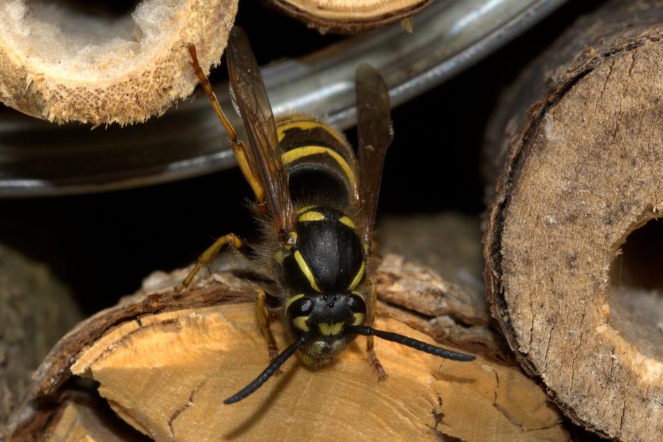 Wasp Insect House Vespinae
