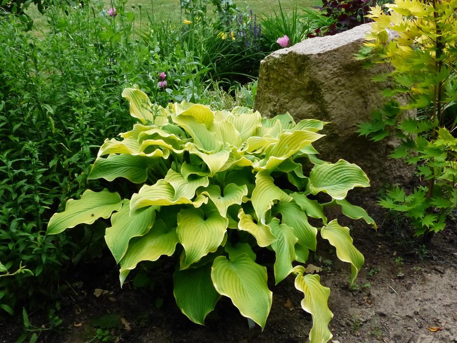 green bush on the stones of the earth