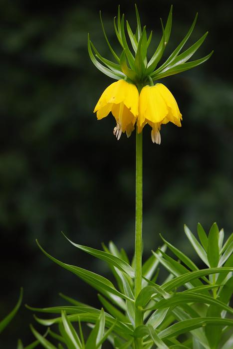 yellow flowers green landscape is beautiful