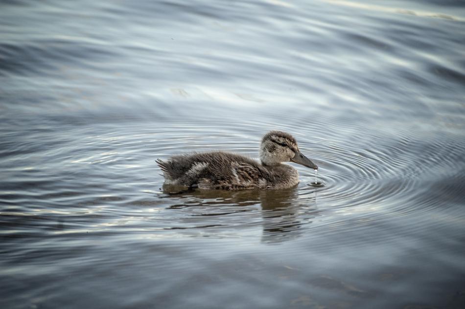 Duck Mallard Water