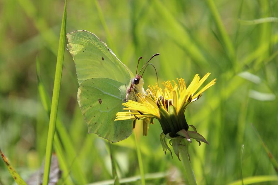 butterfly flower grass