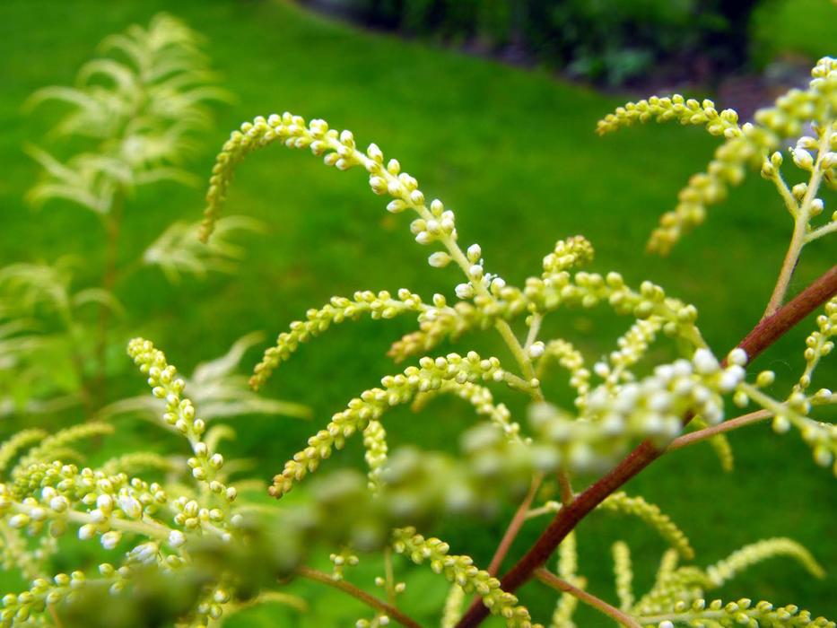 Flowers And Branch