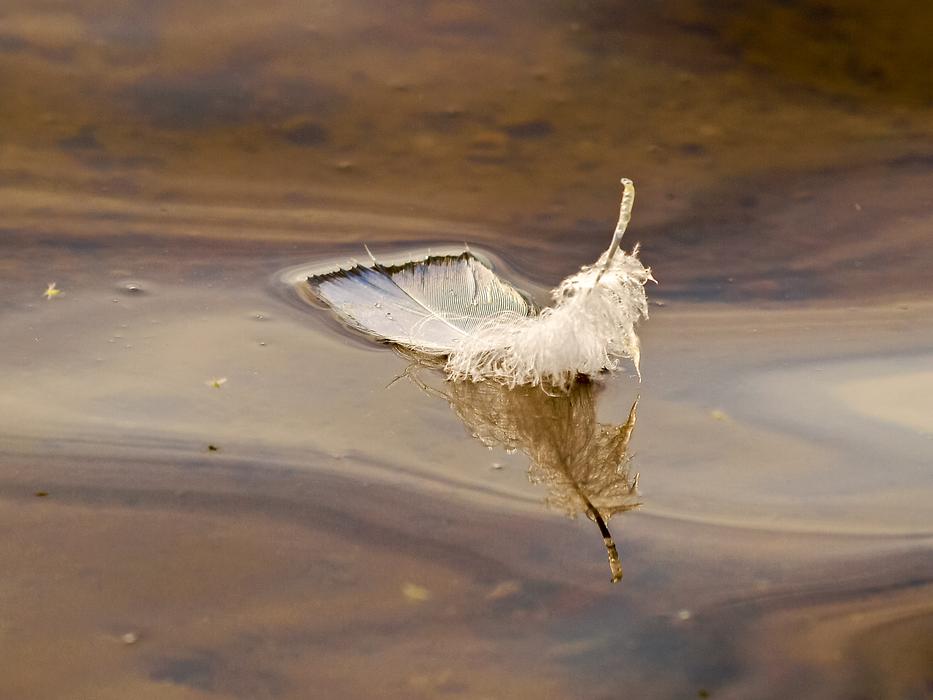 white feather on the water
