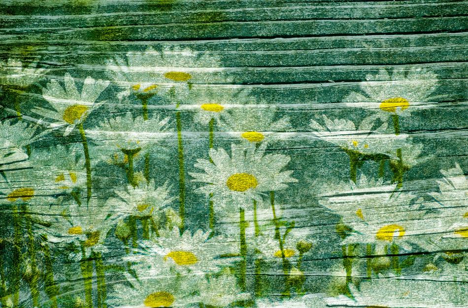 wood summer background