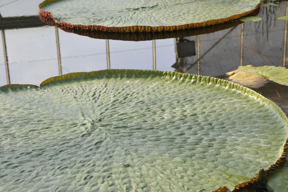 Close-up of a plant in water