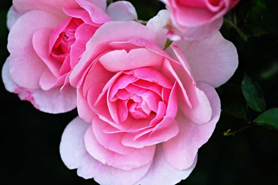 pink Rose Flowers closeup view