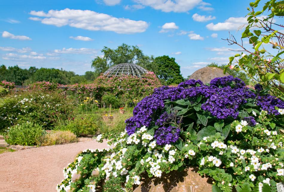 beautiful flowers in the garden landscape