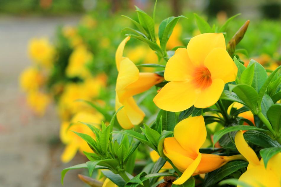 a garden of small flowers
