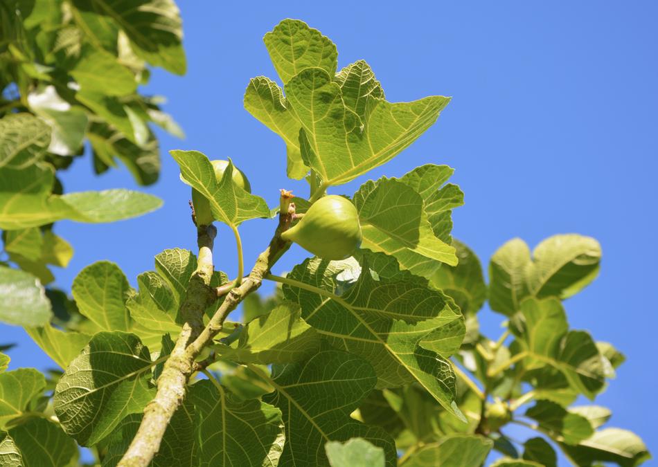 Fig Tree Fruit