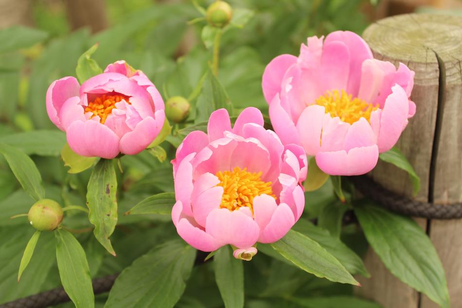 Peony Flowers and greenery