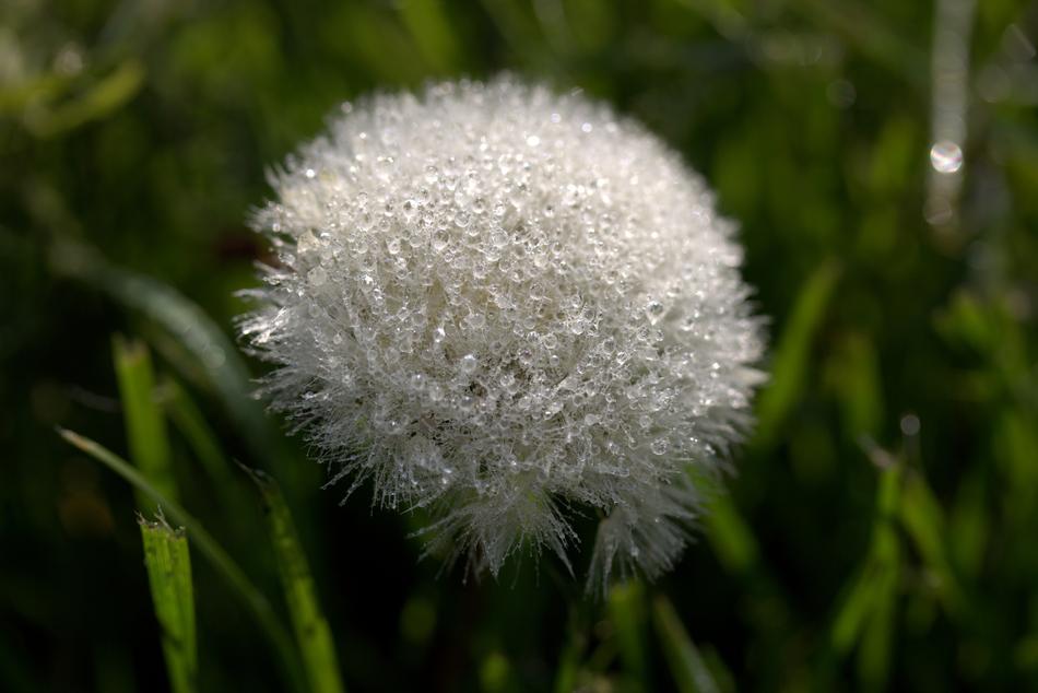 dandelion on the green grass landscape