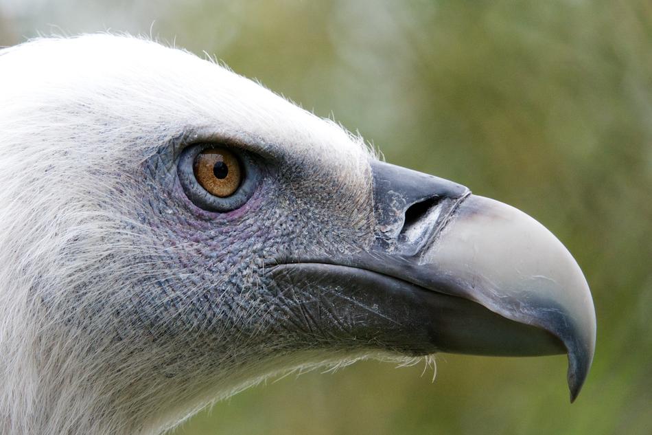 Bird Animal Nature