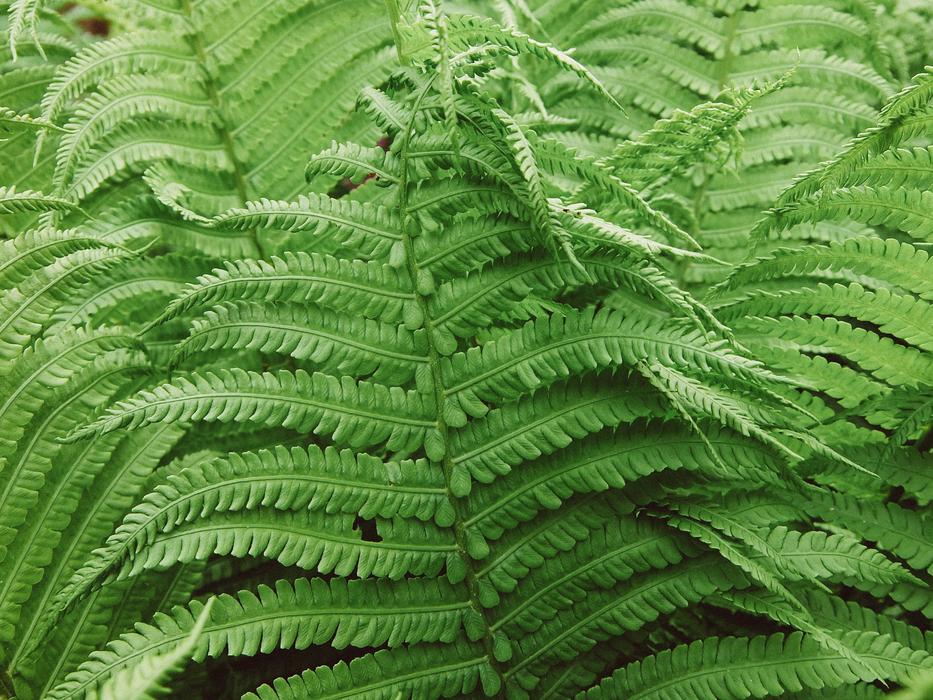 Fern Greens Background