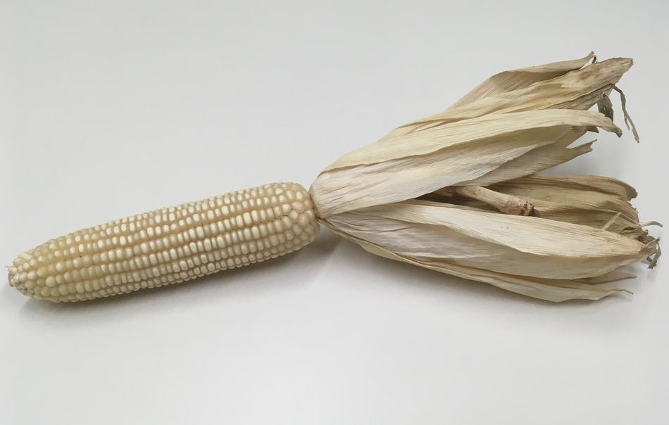 dried corn fruit