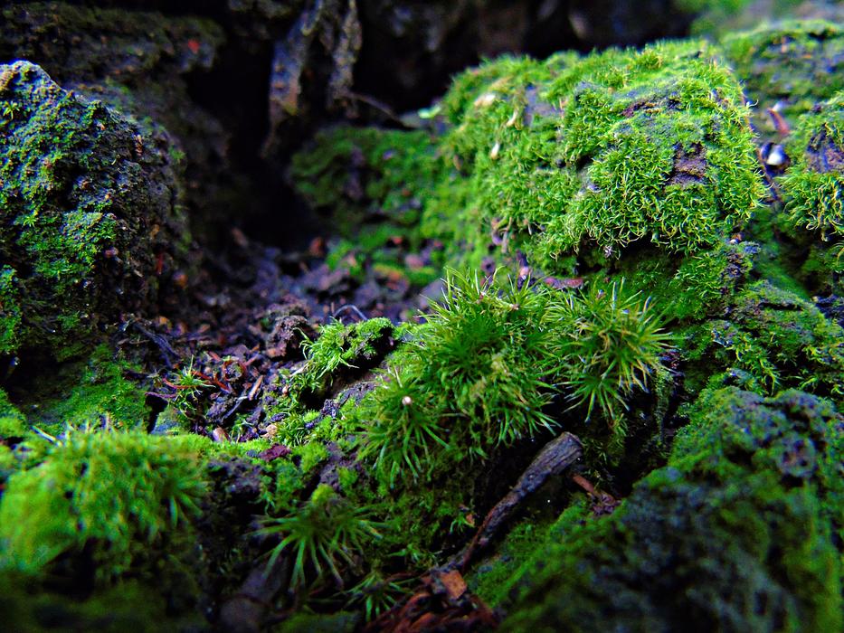 prickly moss on a log