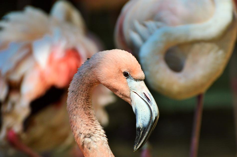 Flamingo Bird Pink